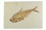 Detailed Fossil Fish (Diplomystus) - Wyoming #369520-1